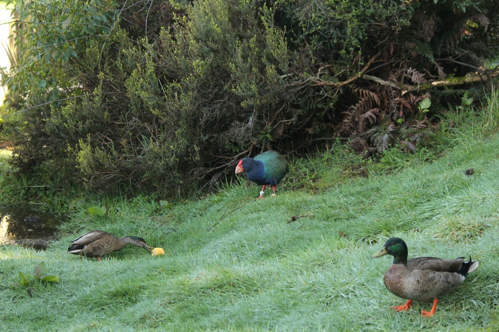 Un takahe (dans un wildlife center) en train de se faire piquer son repas
