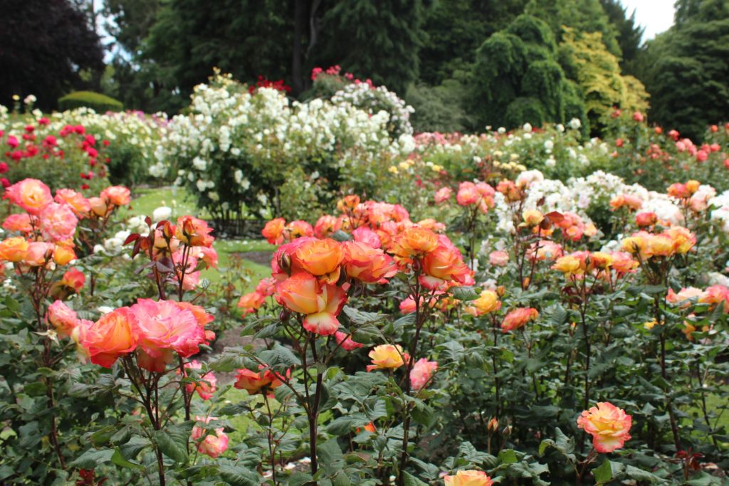La roseraie du jardin botanique de Christchurch