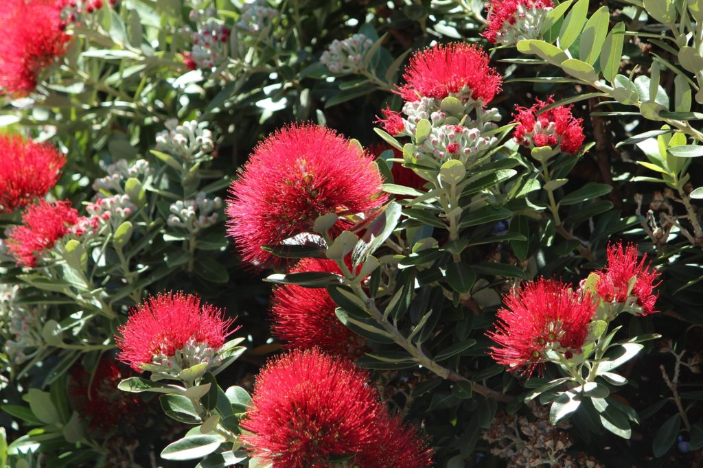 Pohutukawa : l'arbre de Noël néo-zélandais