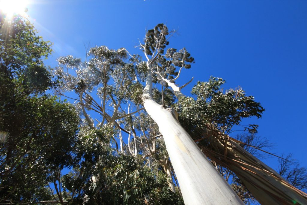 Un eucalyptus. Cherchez le koala ! 
